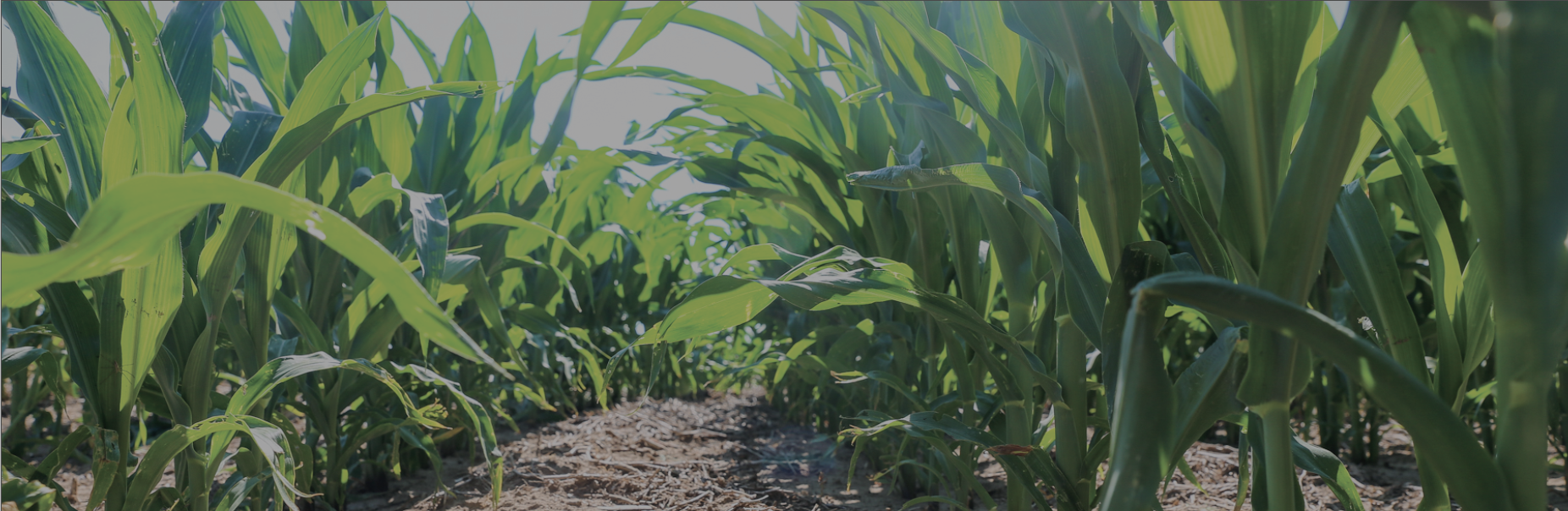 TS Bank Ag business products and services corn field
