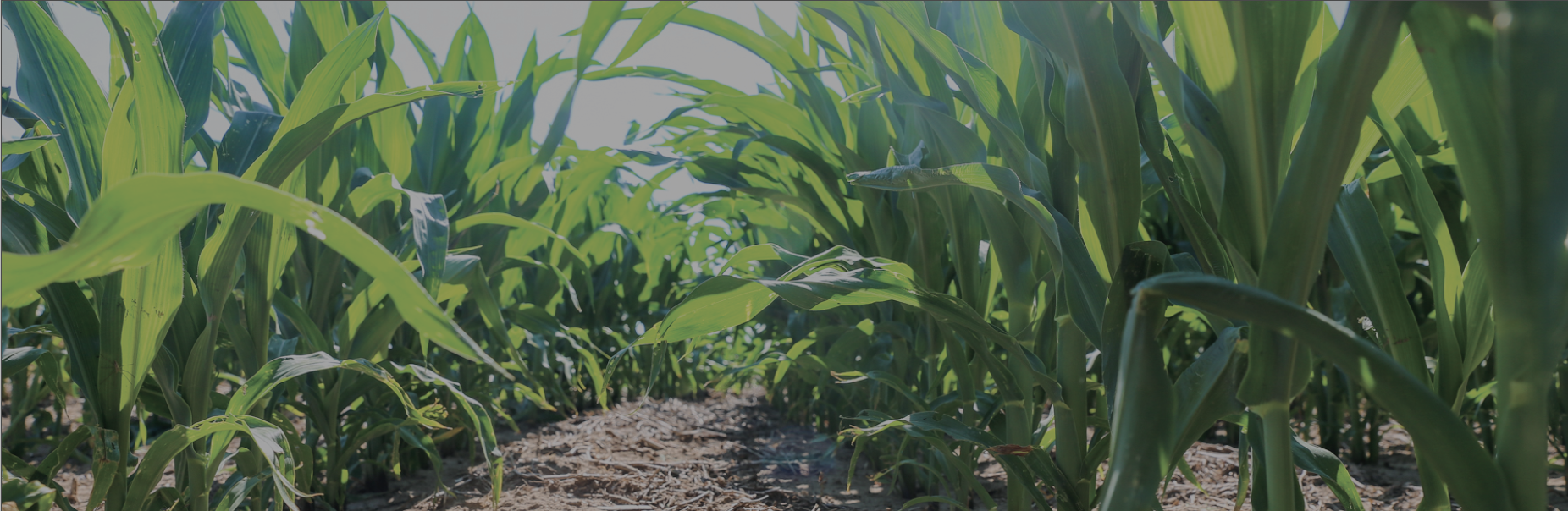 corn field