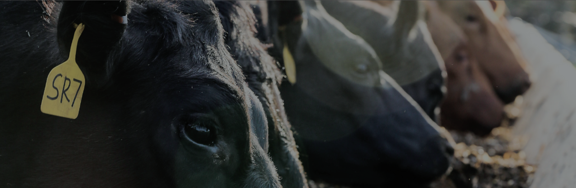TS Bank Ag producer products and services cattle eating at a feedbunk